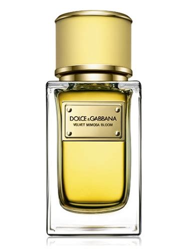 dolce gabbana mimosa fragrantica